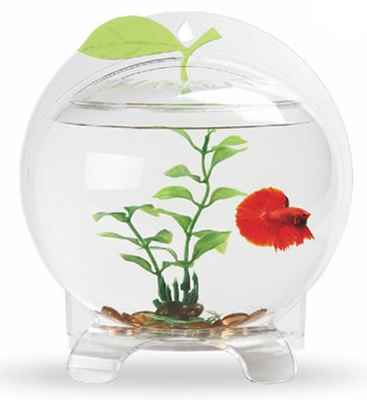 RESUN FANCY APPLE 21x11x22