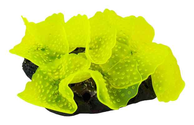 AKVARYUM DEKORU 13X12X5 CM