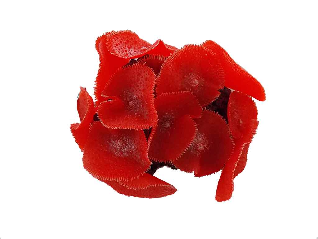 AKVARYUM DEKORU 19X15X10 CM