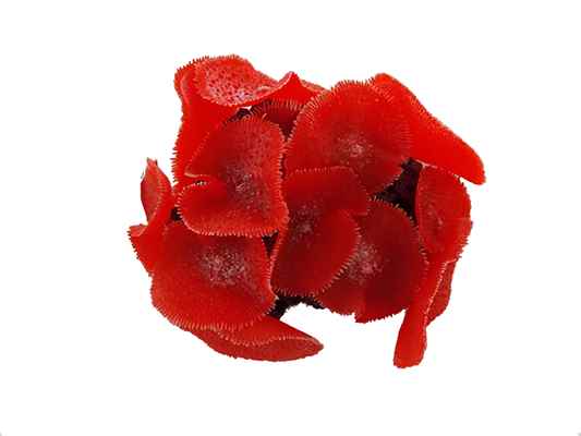 AKVARYUM DEKORU 19X15X10 CM