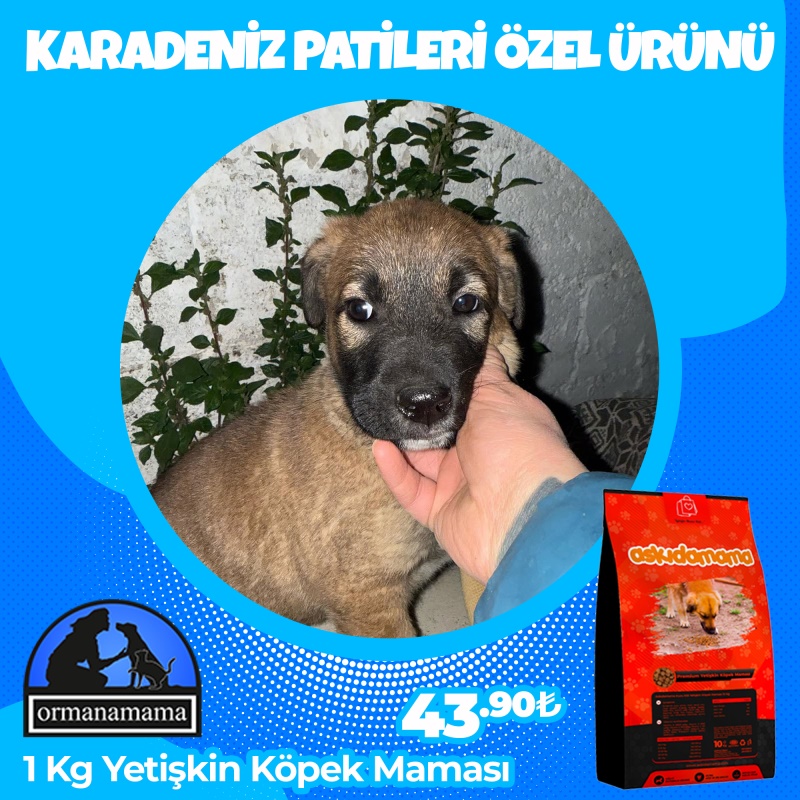 Karadeniz Patileri Özel 1 Kg Köpek Maması