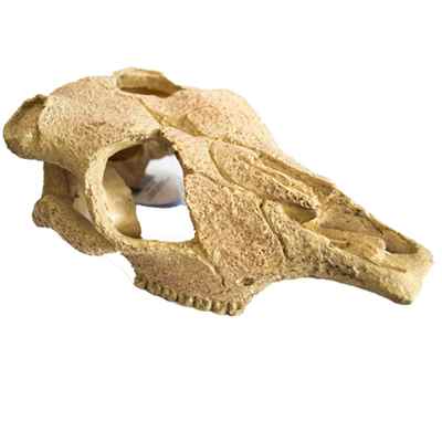 Akvaryum Dekoru Kuru Kafa (16,5x10,5x12)