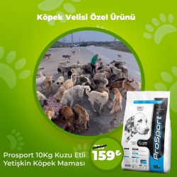 Köpek Velisi Özel Ürünü