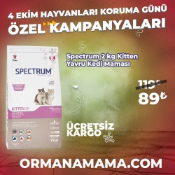 Spectrum KITTEN38 Yavru Kedi Maması 2 Kg